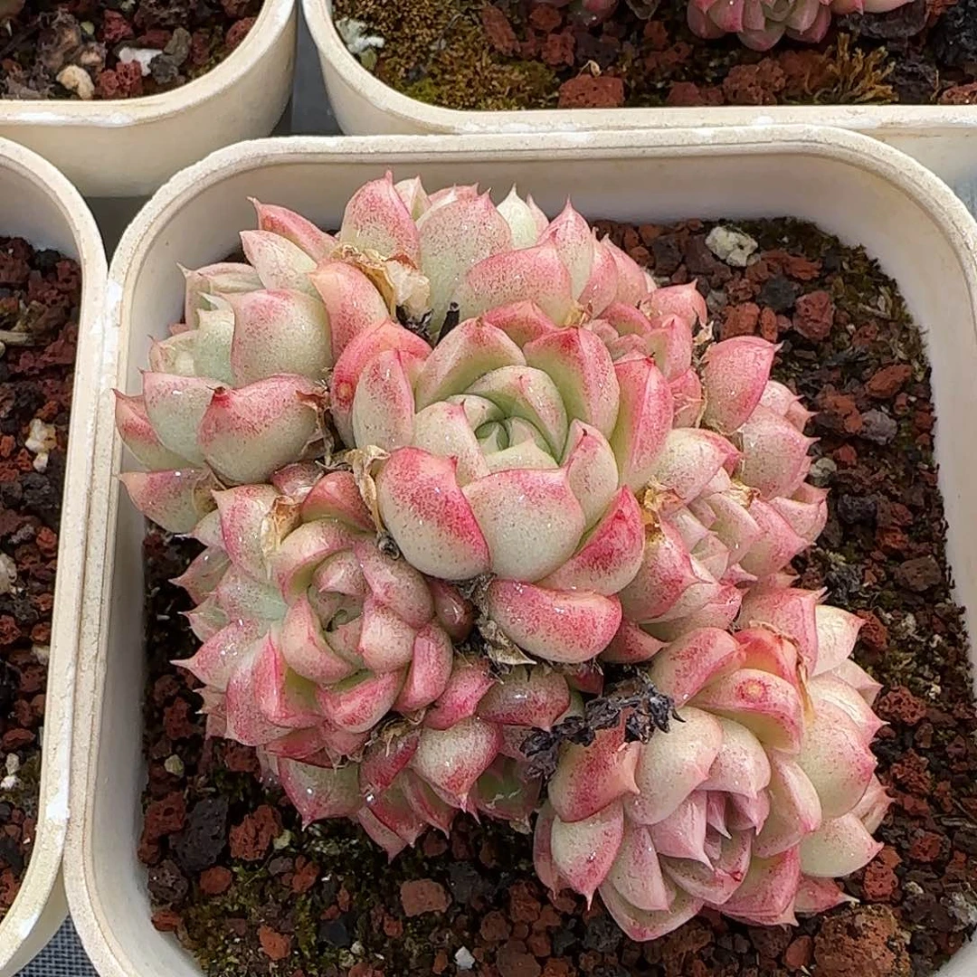 从前慢花园精选女王玫瑰