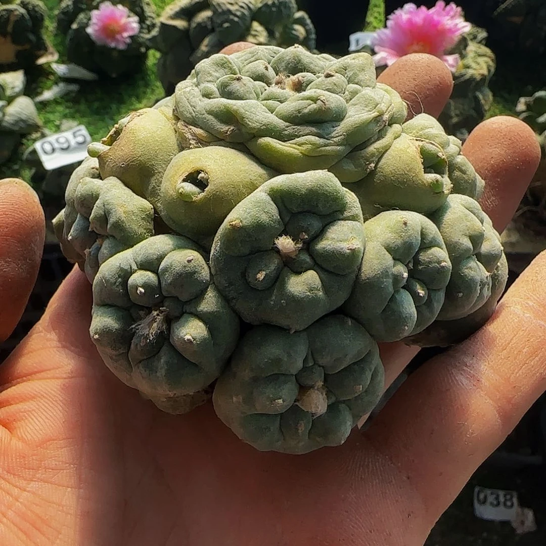 仙群头460刚出根