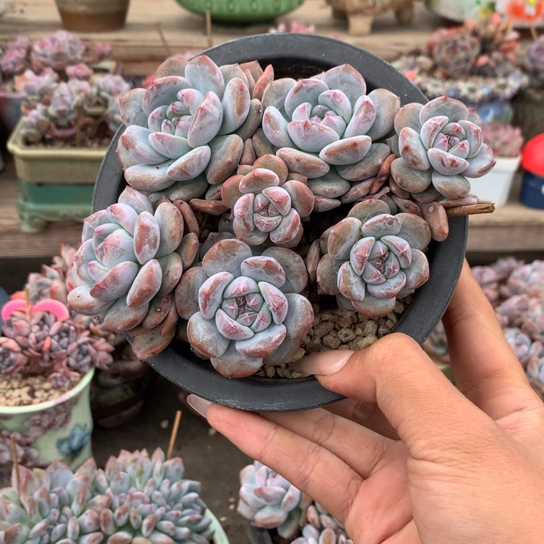 石榴籽漳州八头有砍