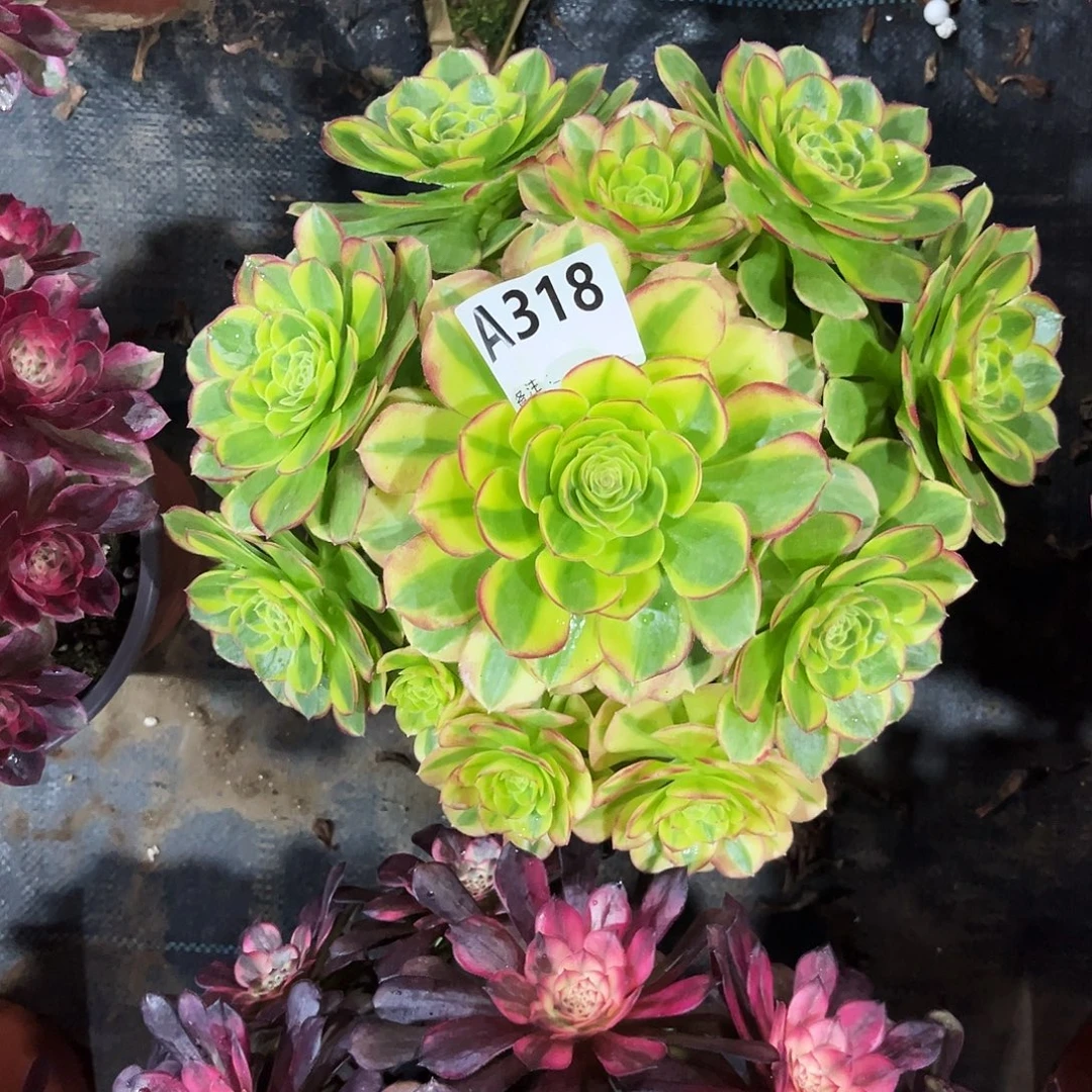多肉植物奶白锦318多肉