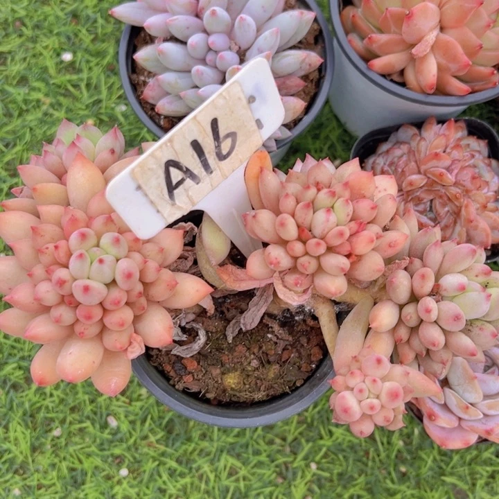 健健康康平平安安