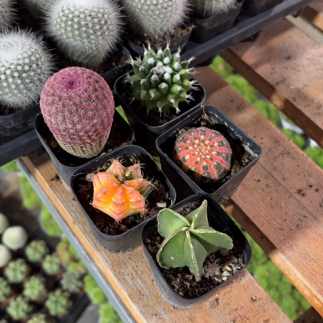 仙人球5颗一组特价