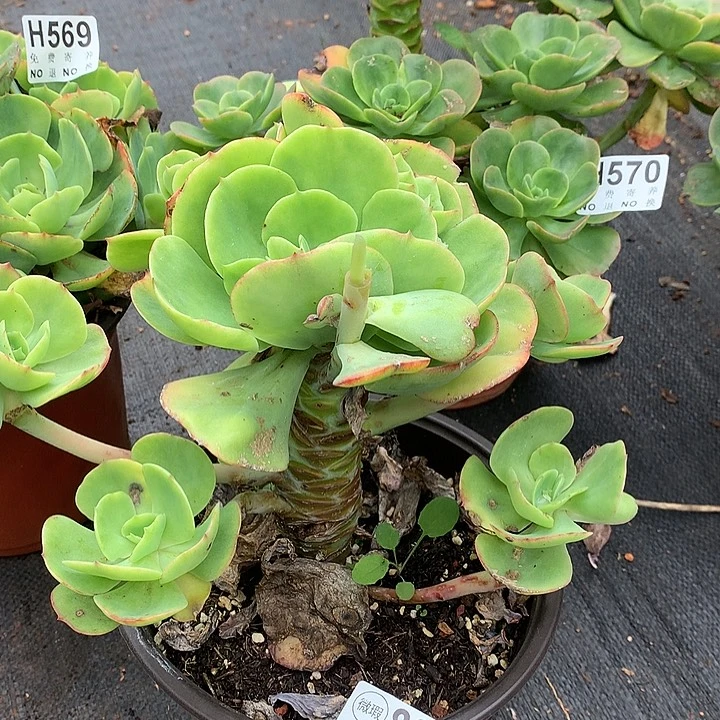 杂交大群 瑕疵处理  非偏远38包邮 节后发