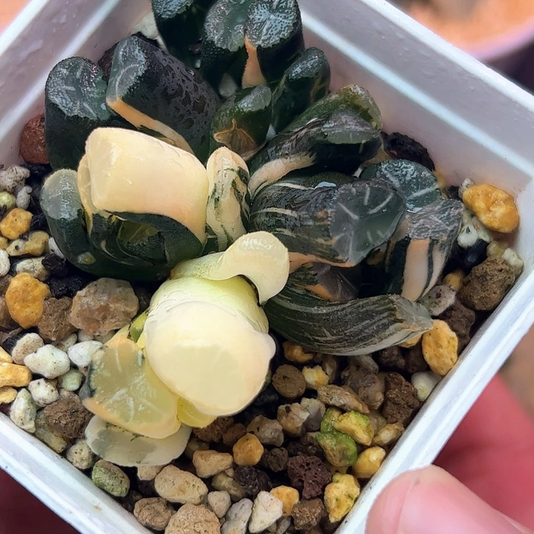 白妙杂孙十二卷多肉植物