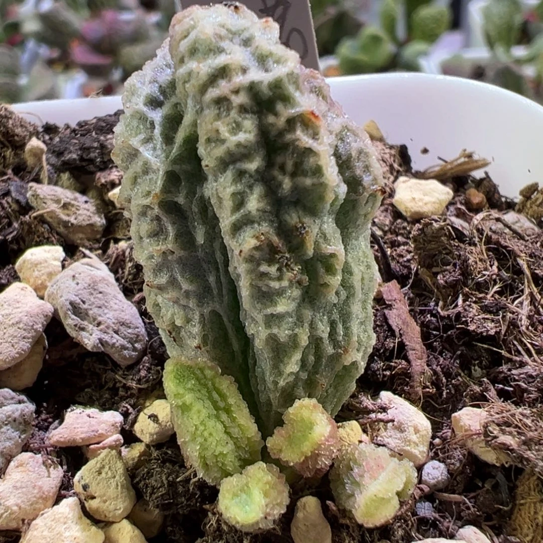 希诺大苗多肉植物水泡多肉植物