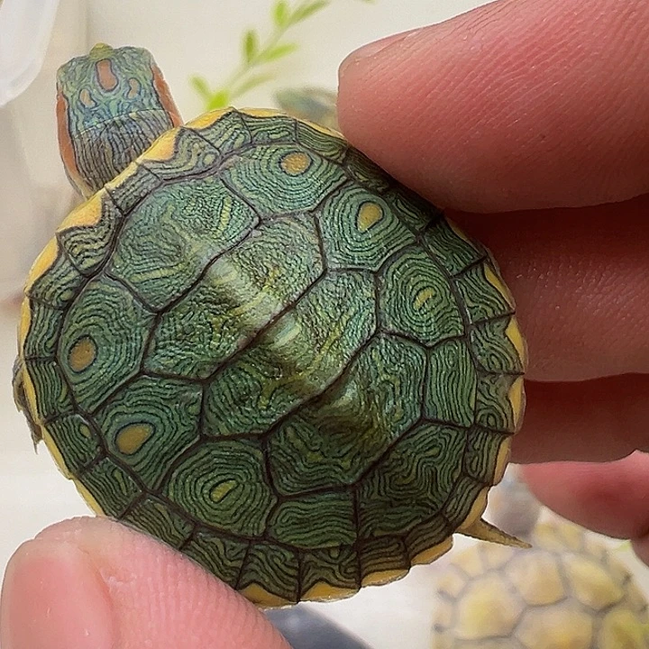 绿毛龟母巴西龟11111