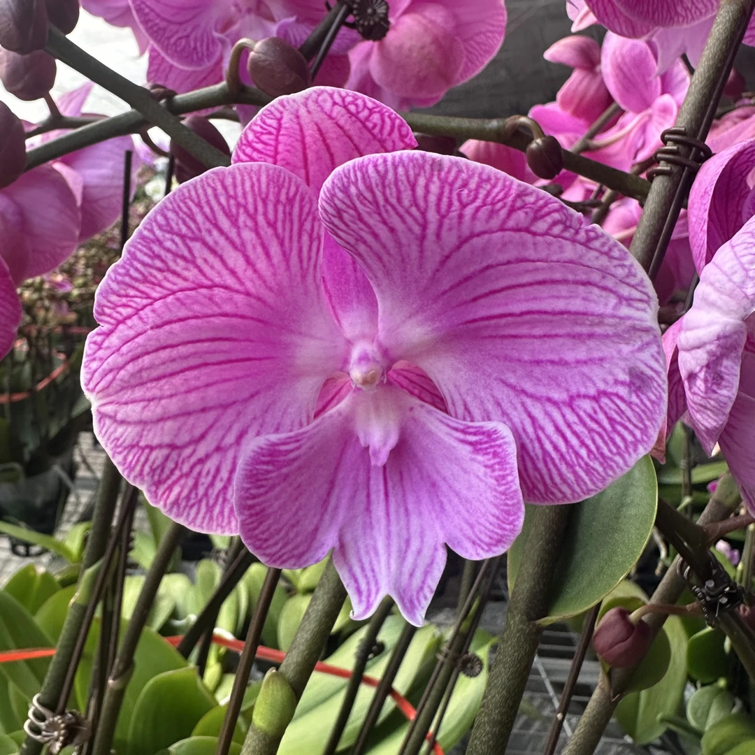 【好运醬】3.0寸 带花带花苞发货