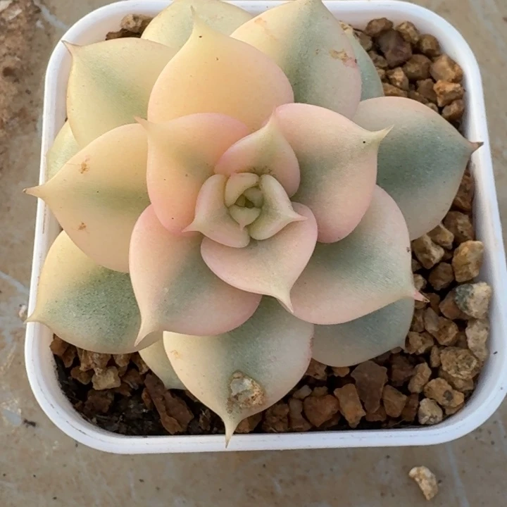 不***心贝加尔湖一物一拍