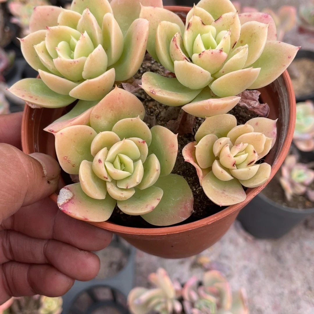 0434  星娜塔  六月六