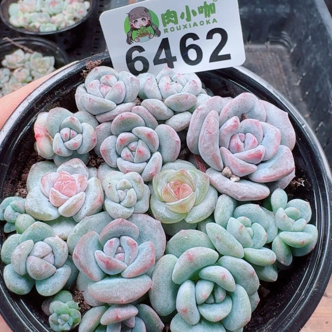 多肉植物多肉植物