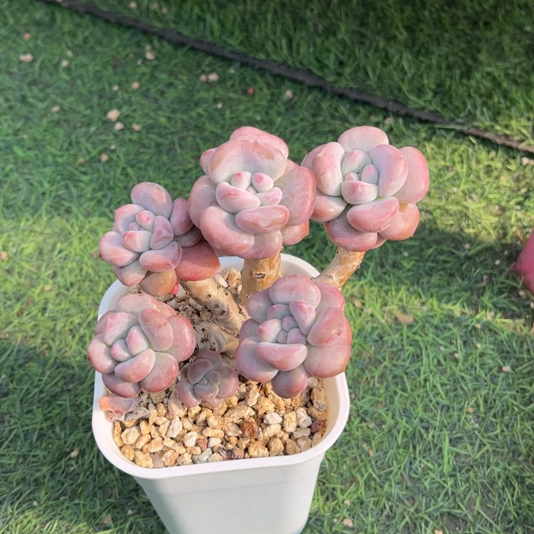 奥普老桩一物一拍
