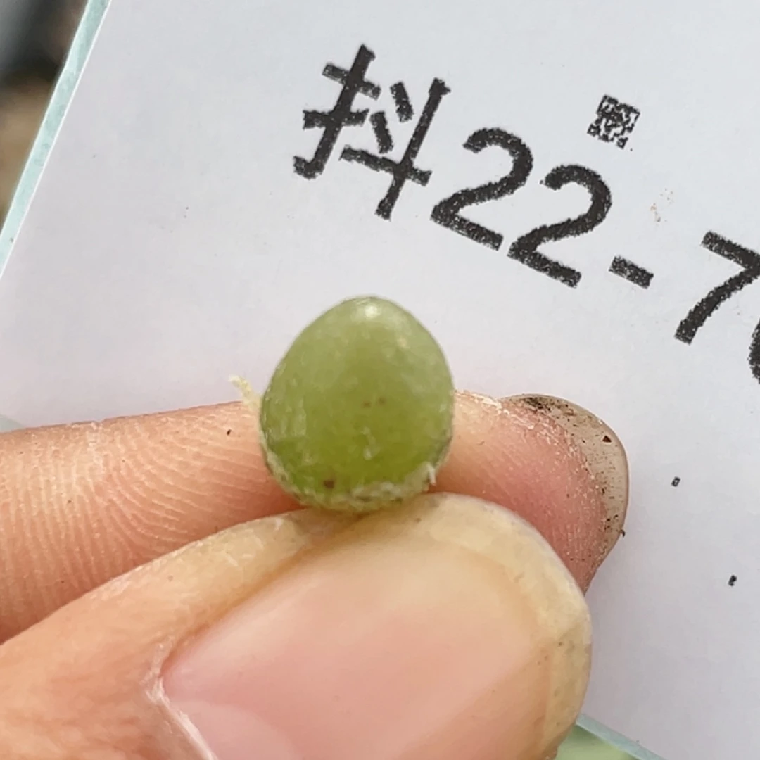 22-70哈默灯泡肉锥