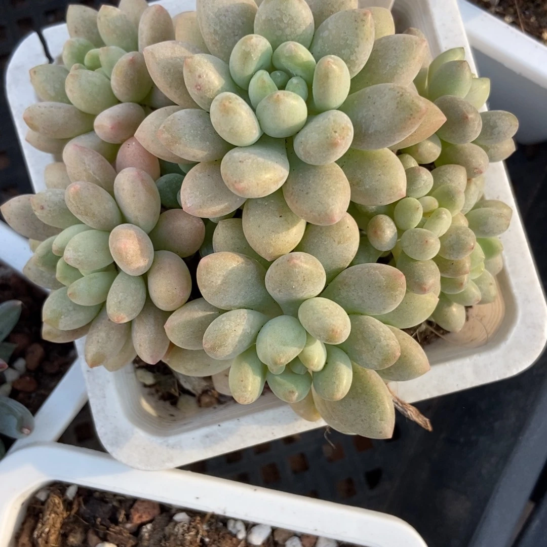 1025鱼子酱多肉植物
