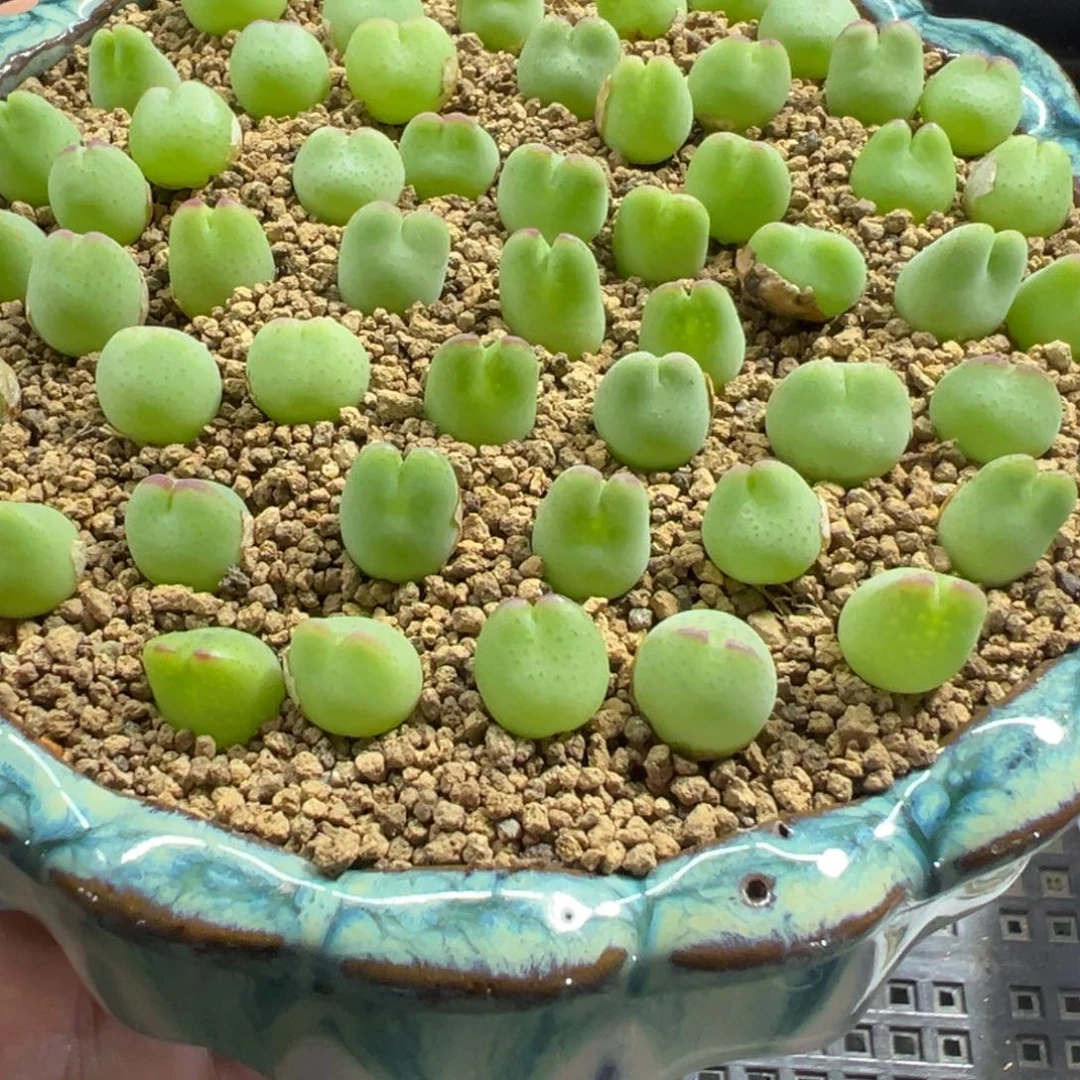 量拍白花皮卡丘一颗。多肉