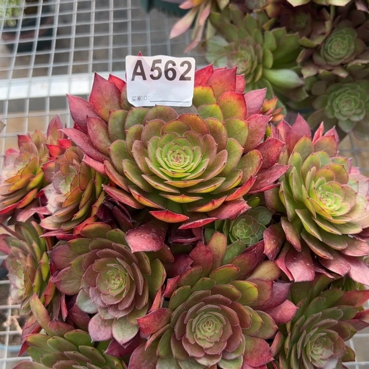 562红魔多肉22厘米左右