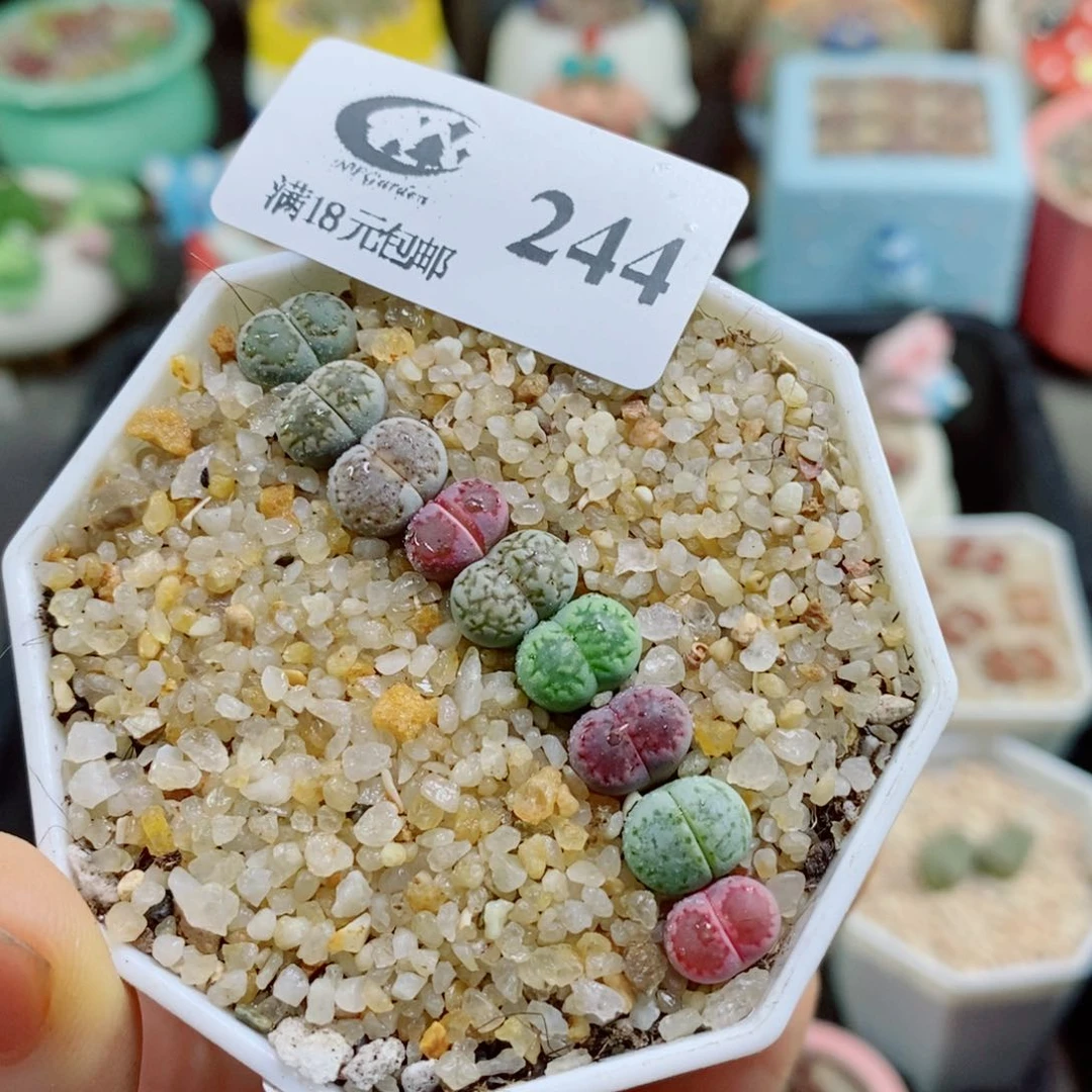 生石花花花花花花花244