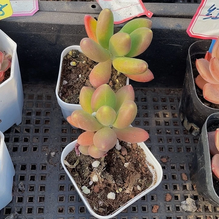 芒果奶带盆土发货