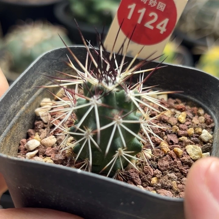 实生狂刺达氏青花虾一棵