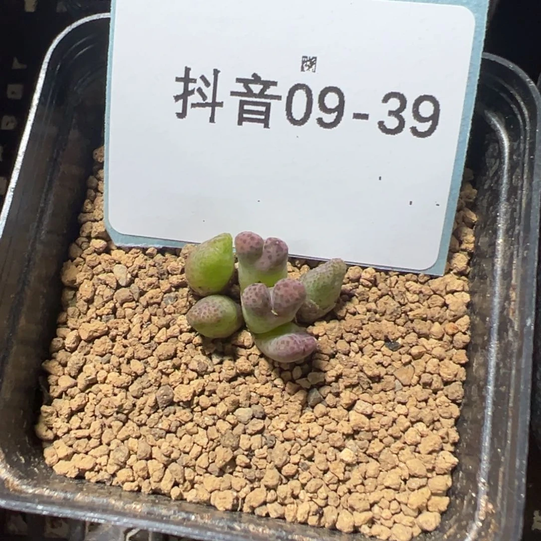 9-39肉锥多肉植物，