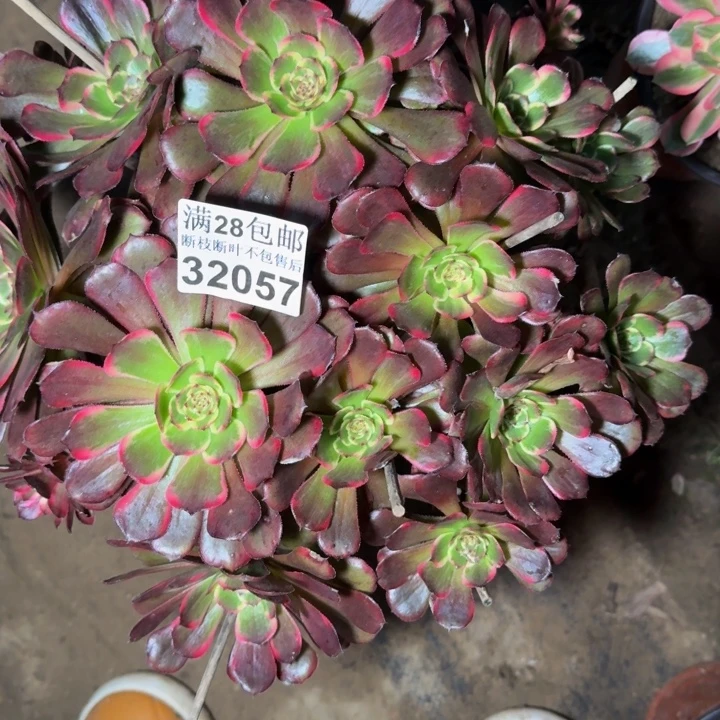 32057黑金刚多肉植物