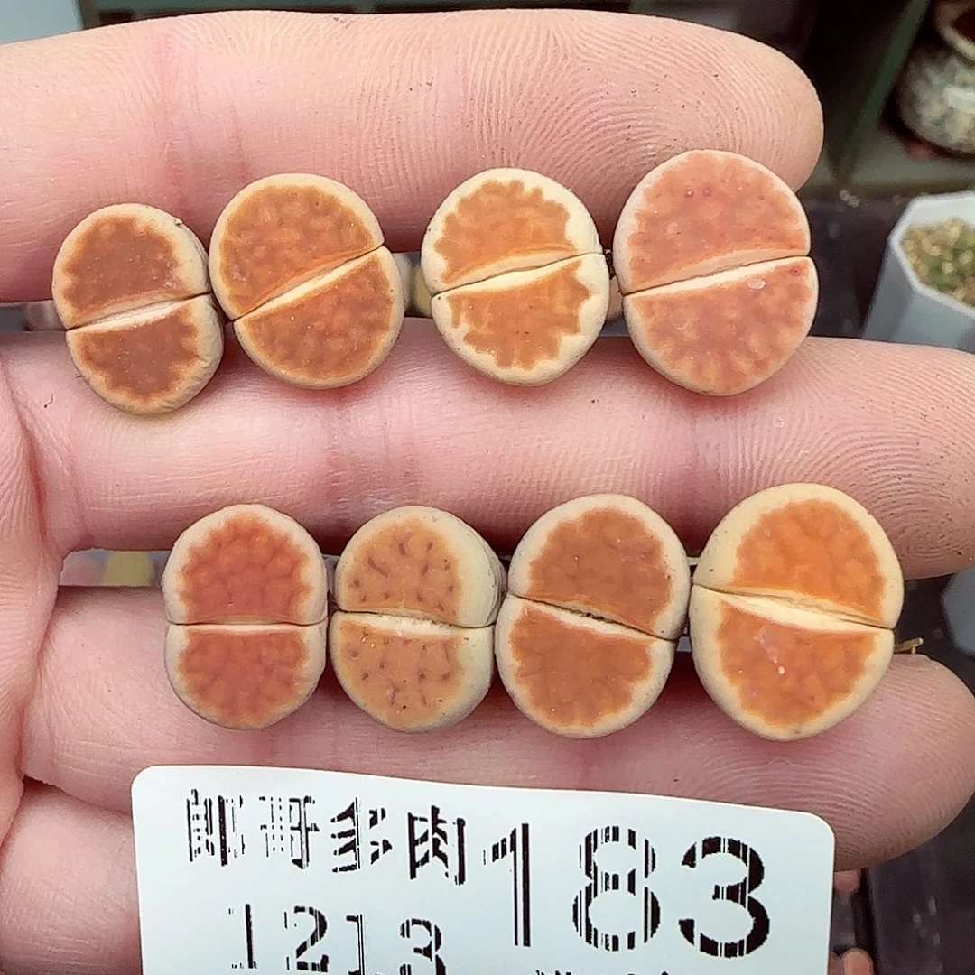 满满18包邮1213-183