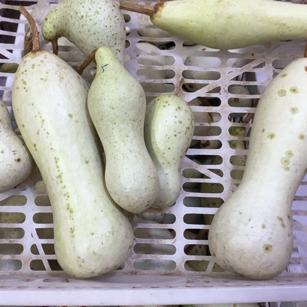 威**生文玩葫芦青皮葫芦