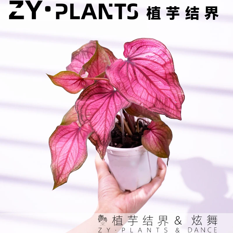 「植芋结界」炫舞彩叶芋育苗盆泰国美人INS风稀有桌面观叶植物盆栽