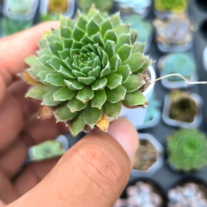 紫牡丹，满5元包邮，