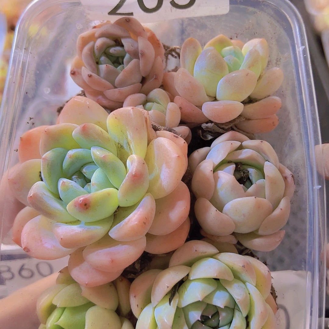 203拼盘，多肉植物发货