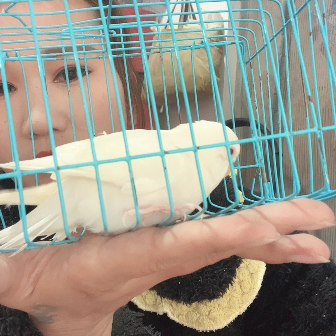 虎皮鹦鹉我的小姐姐