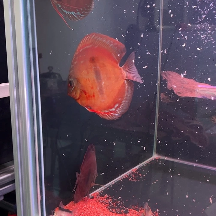 海水鱼七彩神仙红一栋