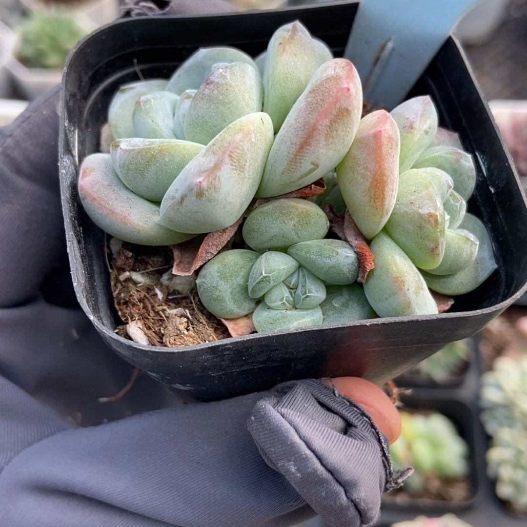 1813冰玉多肉植物