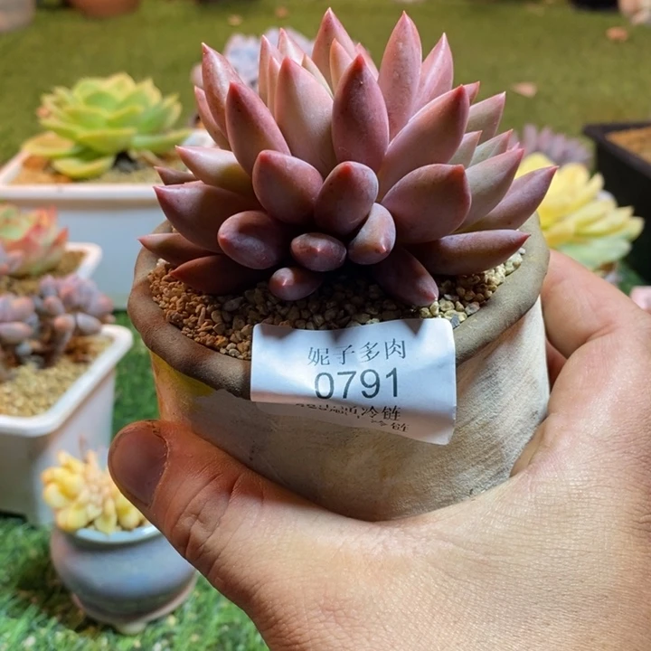 翠***）0791啊啊啊啊啊啊啊啊啊啊啊啊啊啊