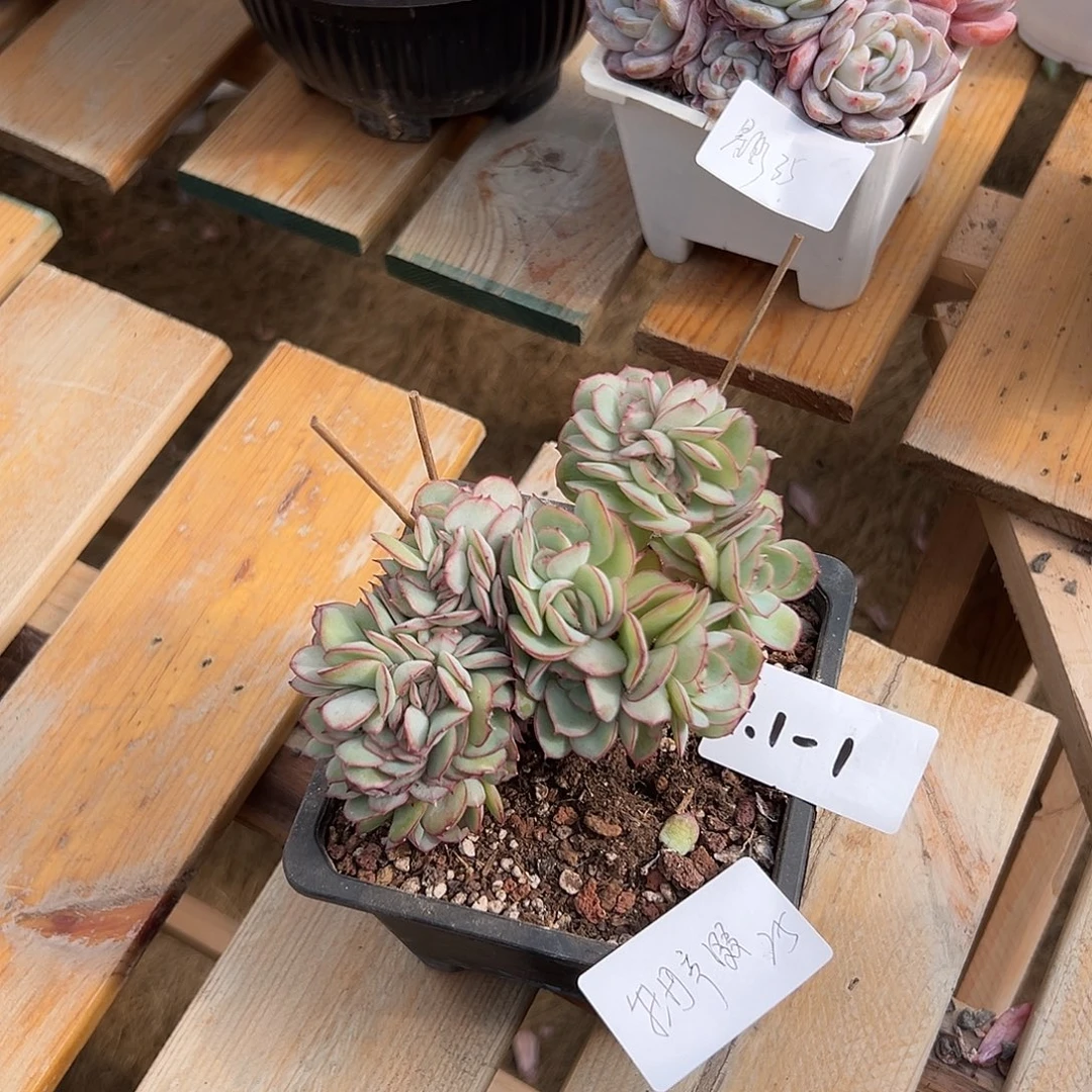 1.1-1牡丹亭缀多肉