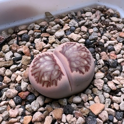 3465，菊红窗菊花纹带锦