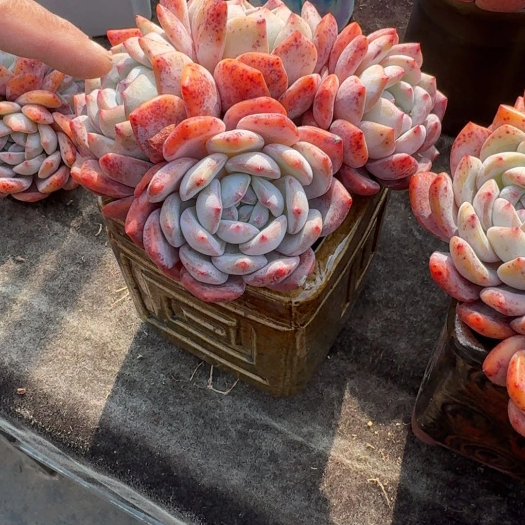 雪*梅4头橙子，专拍链接