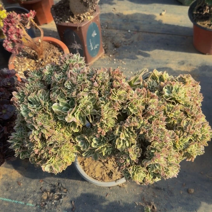 瑕疵款特价法师特特116