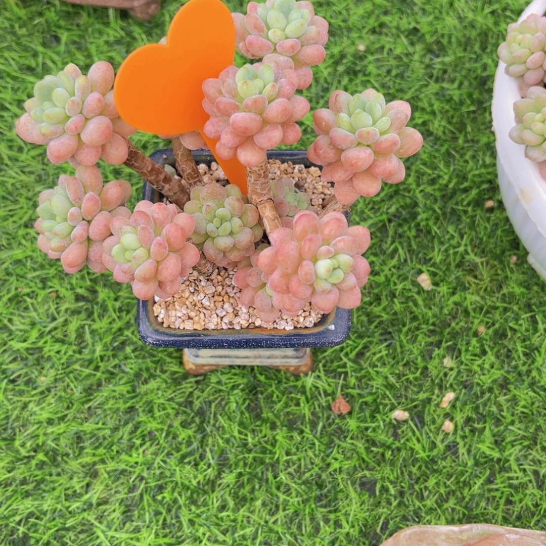 崔***号666号多肉植物一物一拍
