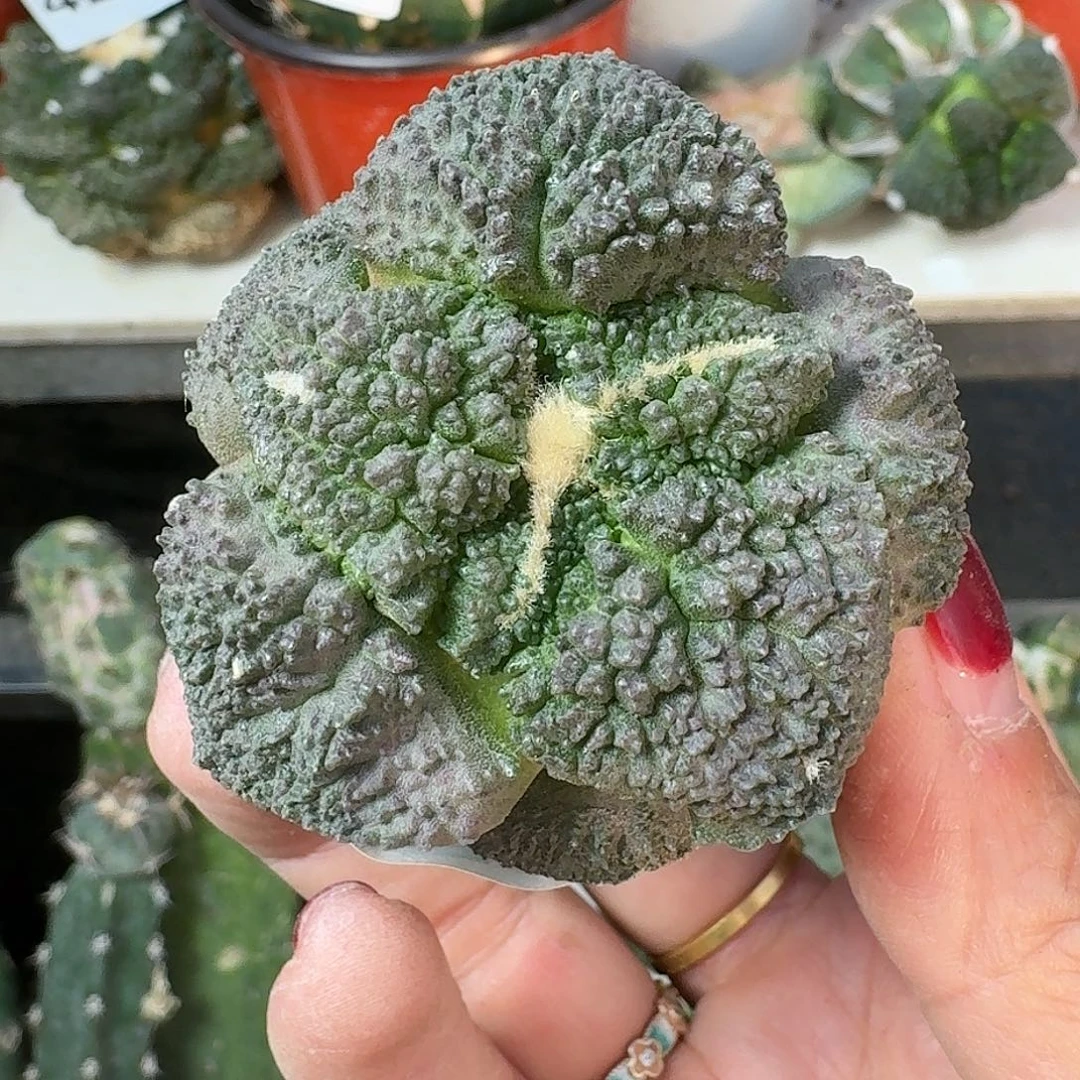 全部花朵艳肌大尤哥斯拉454
