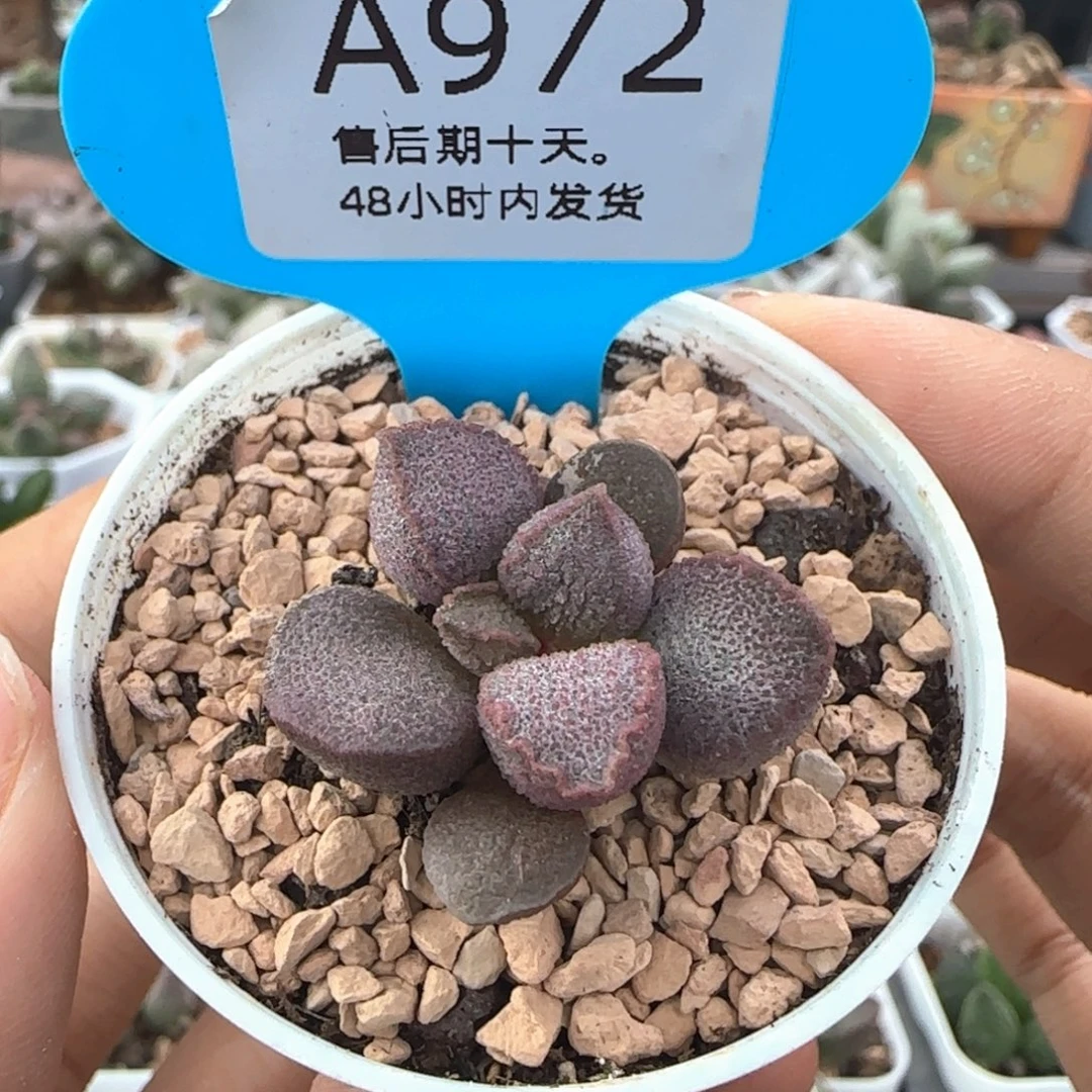 红宝石。     972。