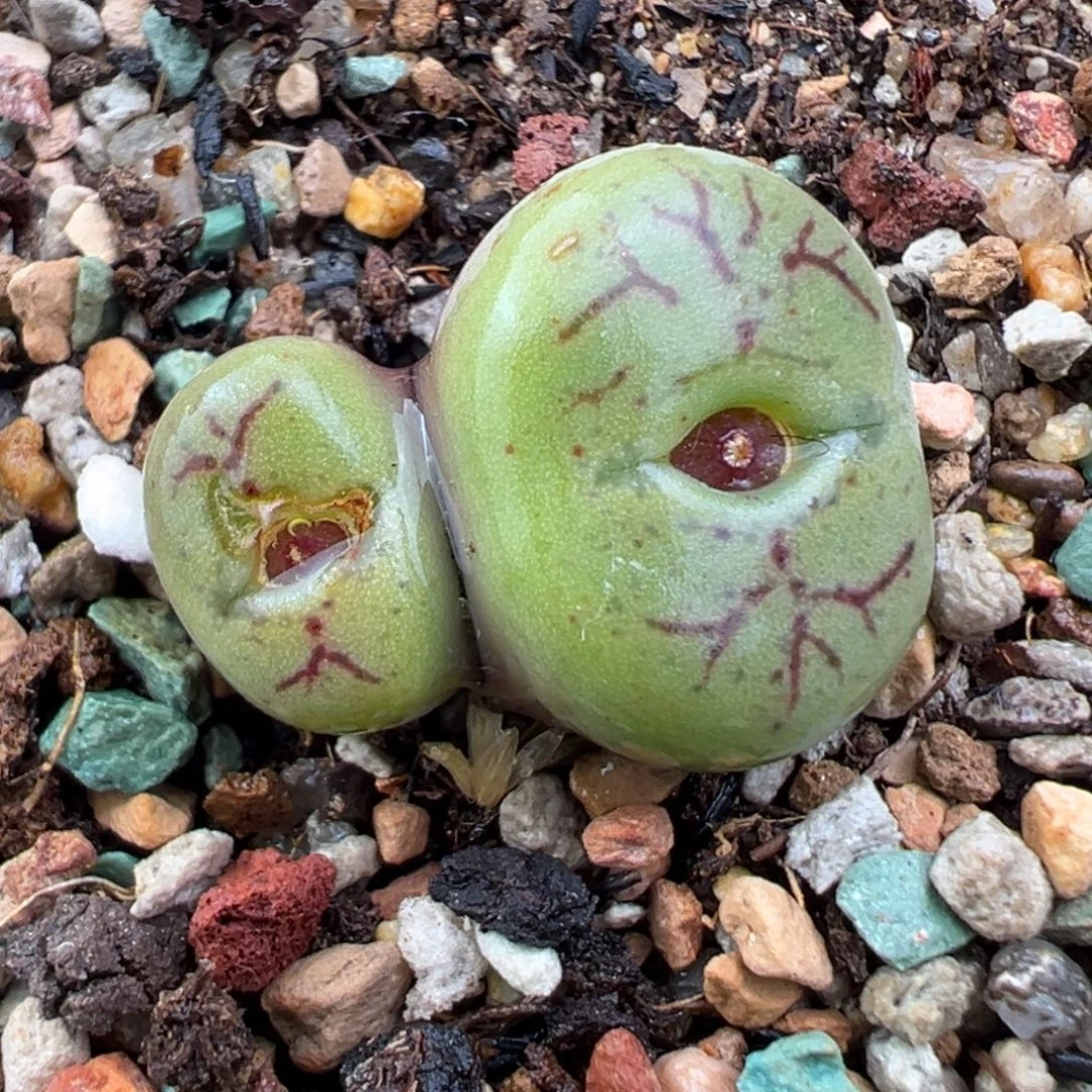 12.13好看的多肉脱土发货863