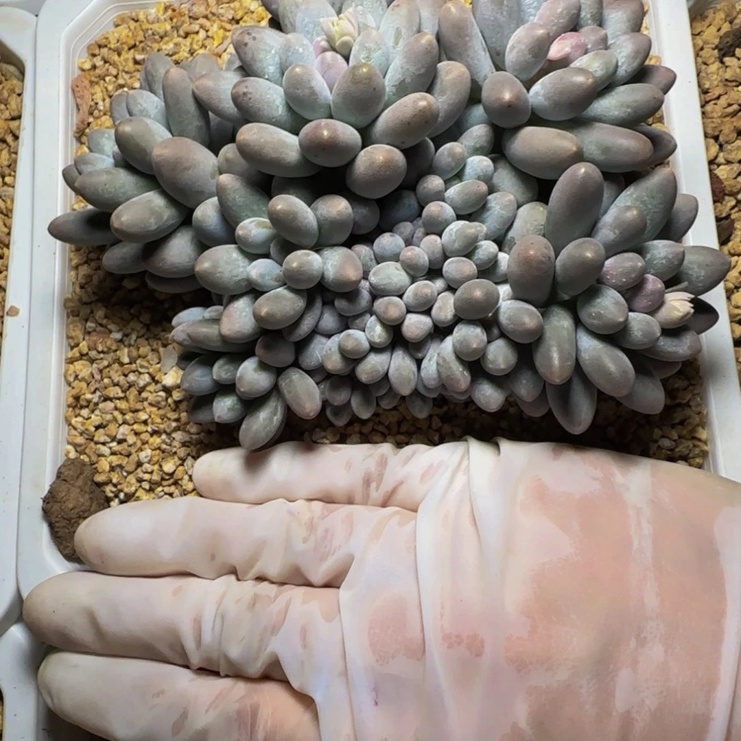 g g g g g g g g g 27