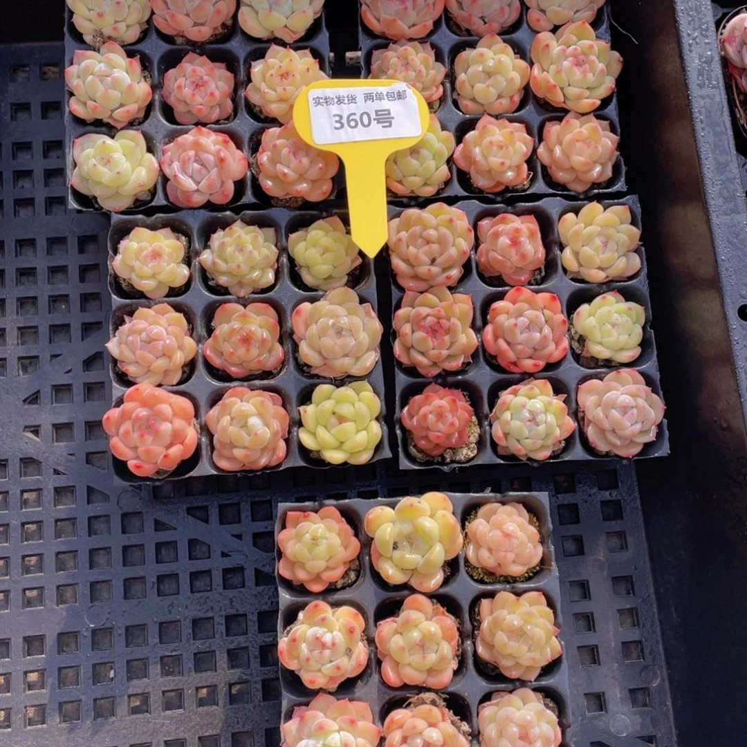 360号奶油白桃汽水组合9个