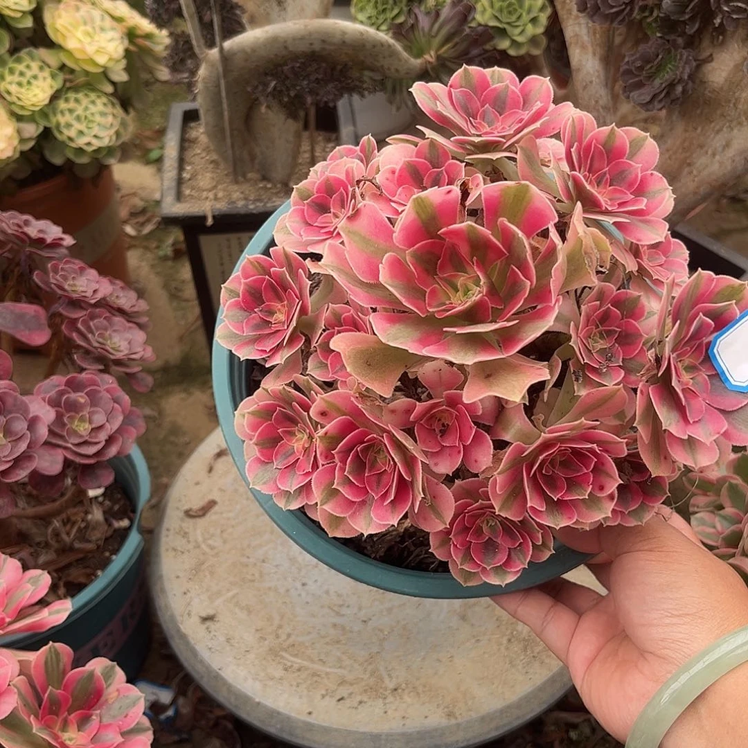2女巫法师多肉植物