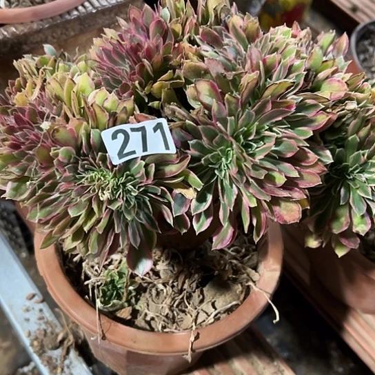 幸***人一颗女神法师 271