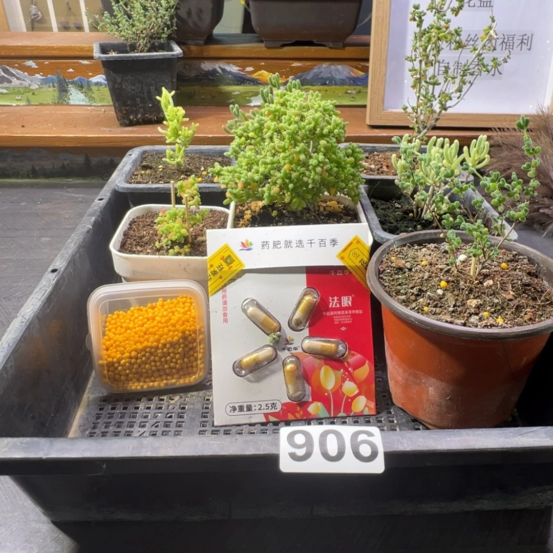 枝干番杏多肉植物906乐
