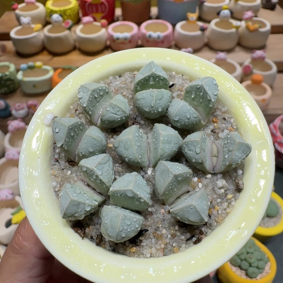 蘑菇1220魔玉多肉植物