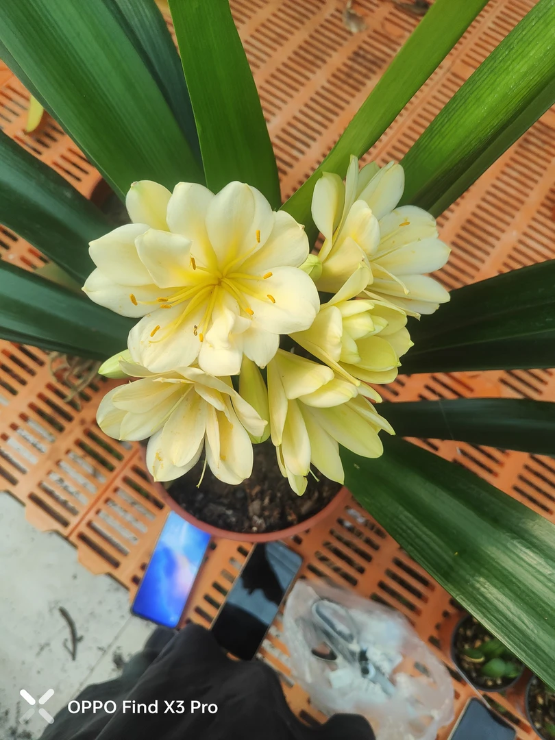 黄花多瓣君子兰直播间专拍