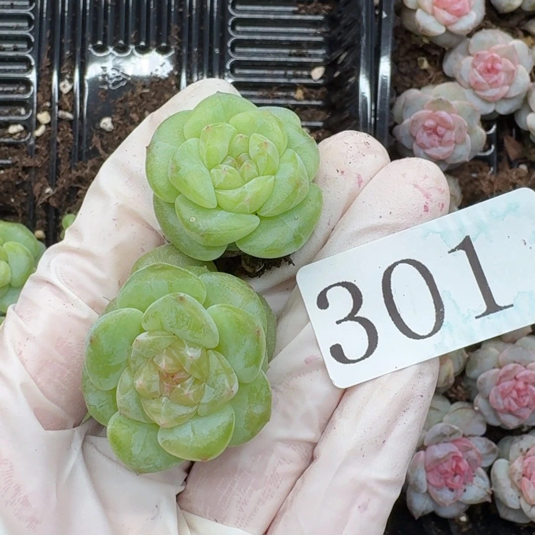 欣***悦多肉植物多肉植物301