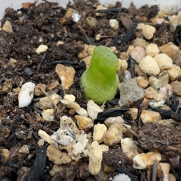 老马生石花小葫芦2364